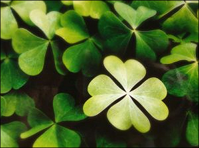 Lucky clover